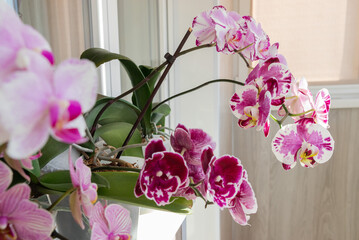 Indoor decorative plants. Colorful pink and magenta blooming phalaenopsis orchids placed in...