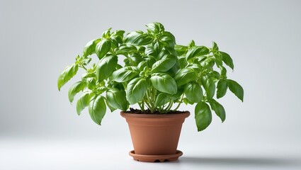 Green basil herb in a pot with white background for cooking and health