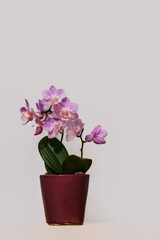 pink orchid flower in pot