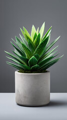 A small vibrant green succulent plant sits potted in a simple minimalist gray concrete container against a seamless soft gray studio background providing calm focus.