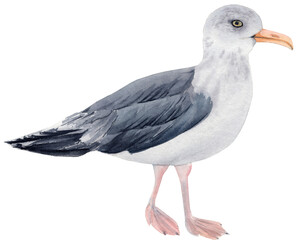 A soft and realistic watercolor illustration of a seagull, showcasing its graceful posture and delicate feathers. This serene artwork captures the essence of coastal life, evoking feelings of tranquil