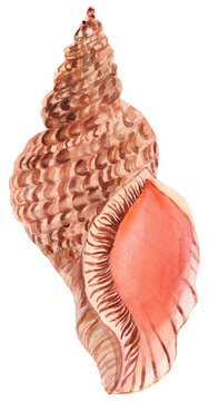 Realistic watercolor illustration of the Triton shell. Ideal for coastal-themed artwork, marine designs, or ocean-inspired decor. Perfect for greeting cards, home decor, and beach-themed products.