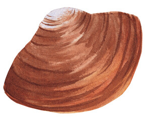 Realistic watercolor illustration of an Atlantic surf clam shell in soft natural colors. Ideal for marine-themed designs, educational projects, packaging, and coastal decor. © Svitlana