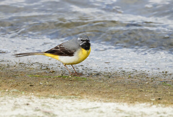 A male Grey Wagtail, Motacilla cinerea, feeding along the edge of a reservoir.