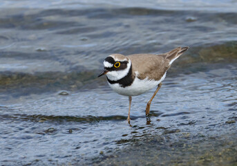 A Little Ringed Plover, Charadrius dubius, feeding along the edge of a reservoir.
