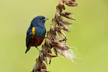The chestnut-bellied euphonia (Euphonia pectoralis) is a species of bird in the family Fringillidae. It was formerly placed with the related Thraupidae. It is found in Argentina, Brazil, and Paraguay.