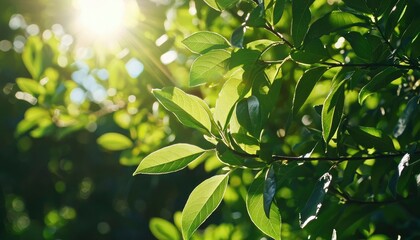 Fototapeta premium Lush green leaves bathed in sunlight