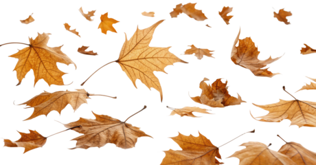 Floating Autumn Leaves