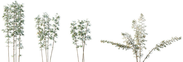 Fototapeta premium Set of Bambusa boniopsis frontal isolated png on a transparent background perfectly cutout high resolution