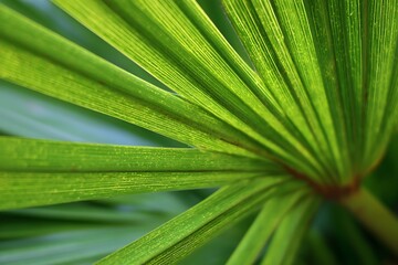Fototapeta premium Closeup green palm frond detailed vibrant scene 