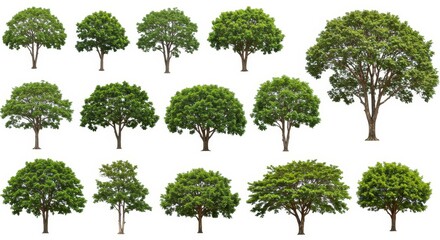 Lush Green Trees Collection - High-resolution images of various lush green trees, isolated on white background, perfect for landscaping, design, and environmental projects
