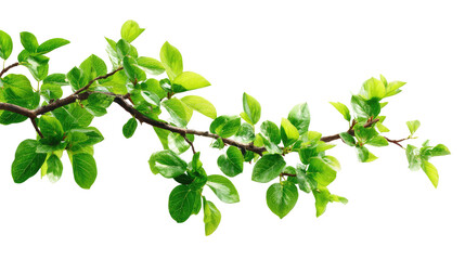 Tree Branch With Green Leaves On Ar  isolated on a transparent background