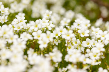Obraz premium Border of white cosmos flower in cosmos field in garden with blurry background