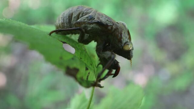 Shell of cicada larva resembles monster. Goddess Eos transformed aged disgusting husband Tithonus (Greek mythology). Mountain cicada (Cicadetta montana). Sikhote Alin, Far eastern population