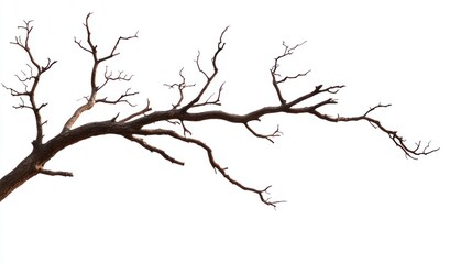 Fototapeta premium Gnarled leafless tree branch dark silhouette on white background nature photography vector graphic natural texture design element