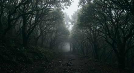 Obraz premium Misty forest path (2)