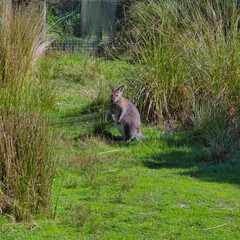 Swamp Wallaby, Australia
