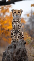 Cheetah on a Stump in Autumn