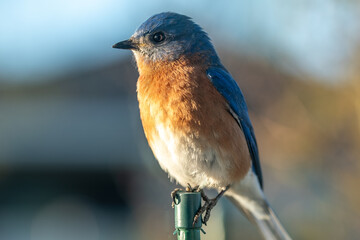 Closeup of Male Eastern Bluebird