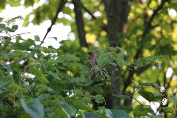 Bird on tree branch in forest