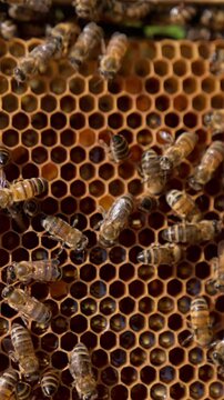 Honeycombs with the larvae in the cells and working bees o top. Insects crawling by the wax and some of them waving wings for ventilation. Close up. Vertical video