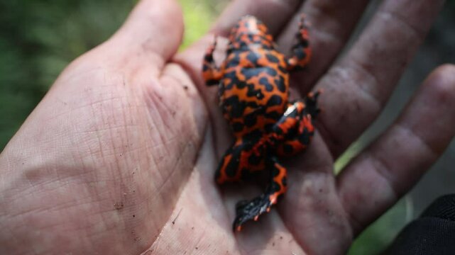 East fire-bellied toad (Bombina orientalis) on the northeastern edge of the range. It has caustic secretion of the skin glands