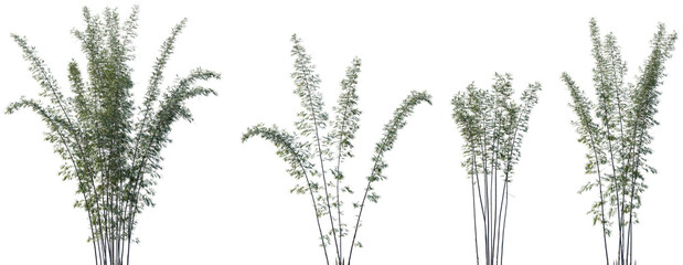Set of Bambusa lako (known as Timor black bamboo) frontal isolated png on a transparent background...