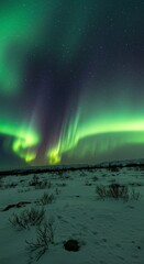 Naklejka premium Aurora borealis illuminates the night sky above a snow covered landscape with scattered vegetation