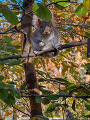 Gray squirrel perched in tree with autumn leaves in background
