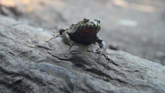 East fire-bellied toad (Bombina orientalis) on the northeastern edge of the range, swamp hole in the Sikhote Alin mountains.. Primorsky Krai