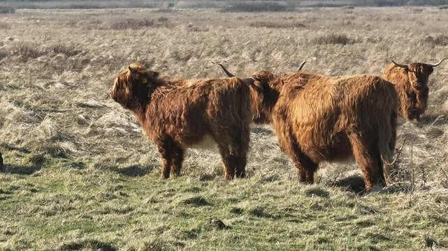 Scottish highlanders grazing in the field