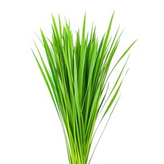 Bunch of green grass on white background
