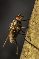 fly on leaf
