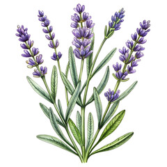 Fototapeta premium A bunch of purple lavender flowers, a blossom of nature, are isolated on white