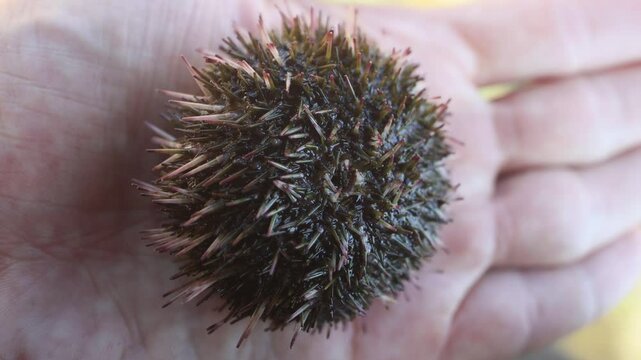 An amazing way to move, like legged locomotion. The sea urchin is extracted from the sea and put on a palm. The hedgehog rotates its needles and ambulacral legs. The Sea of Japan. Siberian coast