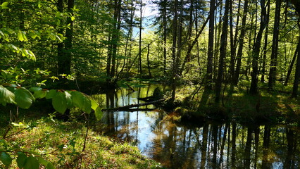 Obraz premium Aulandschaft um den Leopoldsteinersee 
