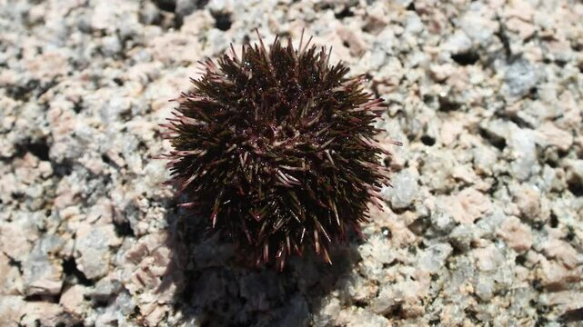 Amazing way to move, legged locomotion. Sea urchin is extracted from sea and put on stone. Hedgehog rotates its needles, ambulacral legs and moves towards water. Mesmerizing movement. Sea of Japan