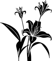 lily flower isolated on white