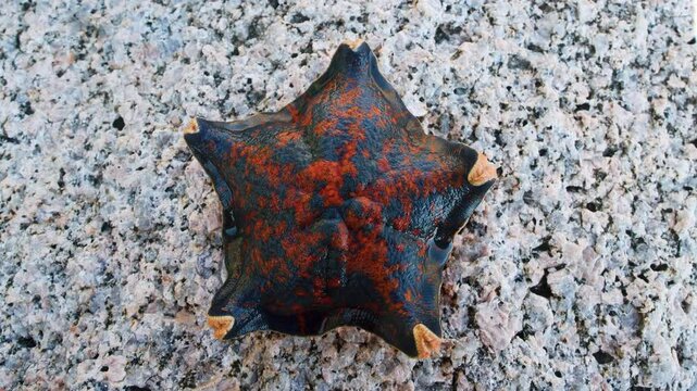 Sea star (Patiria pectinifera, red). Sea of Japan. Siberian coast, Far East. Omnivorous scavengers, predators. Discovering corpse of large animal, they turn stomach onto it and digest it outside body