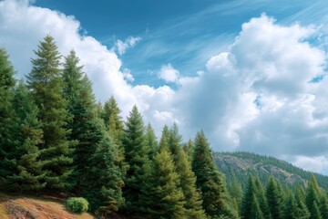 Fototapeta premium Serene Evergreen Forest Under a Cloudy Sky