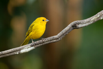 The saffron finch (Sicalis flaveola) is a tanager from South America that is common in open and semi-open areas in lowlands outside the Amazon Basin.