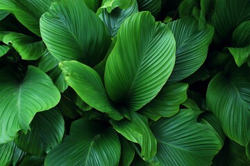Fototapeta premium Tropical foliage jungle with deep green leaves 