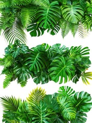 Fototapeta premium Assorted green tropical leaves on white background