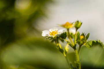 Aufnahme von Blüten einer Erdbeerpflanze.