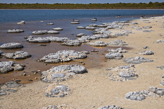 Stromatolites in Lake Thetis in Nambung National Park at Cervantes, Western Australia, Australia
