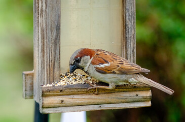 House Sparrow eating at Backyard Bird Feeder