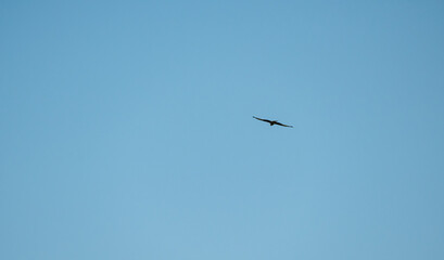 A bird flies in the sky above a blue sky