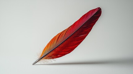 Colorful feather on a plain background