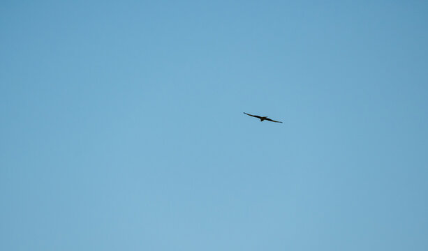 A bird flies in the sky above a blue sky