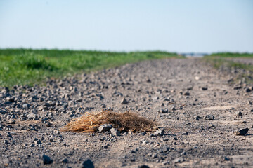 A dirt road with a pile of grass on it